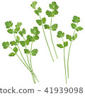 Coriander  41939098