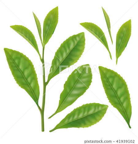 tea leaf tea leaf 41939102