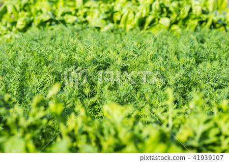 parsley salad dill close-up background parsley salad dill close-up background 41939107
