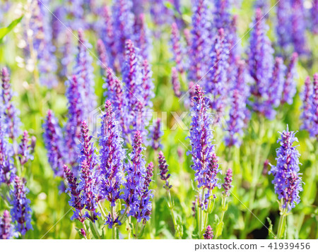 blooming Woodland Sage blooming Woodland Sage 41939456