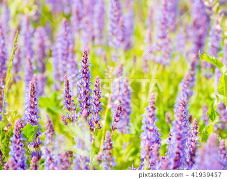 blooming Woodland Sage 41939457