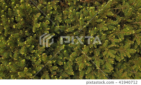 Conifer of fresh green 41940712