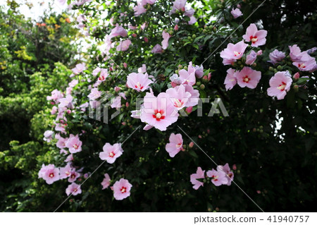 Mugunghwa花 41940757