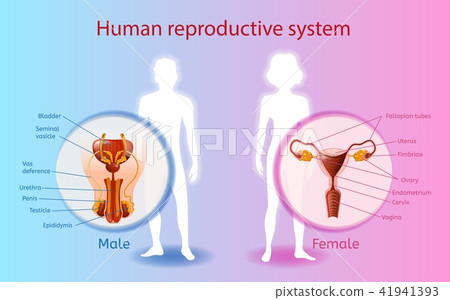 Human Reproductive System Vector Scientific Chart Human Reproductive System Vector Scientific Chart 41941393