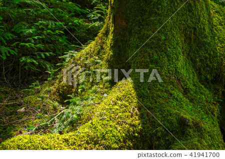 Moss forest 41941700