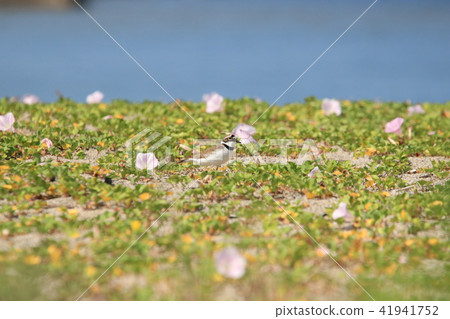 Tantalizing a beach walking on a beach with flowers on the seashore 41941752