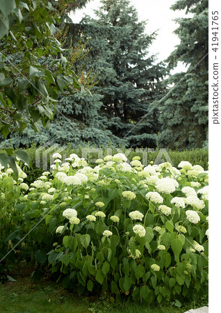 Hydrangeas in the wild. In the Park.Flowering 41941765
