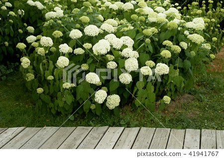 Hydrangeas in the wild. In the Park.Flowering Hydrangeas in the wild. In the Park.Flowering 41941767