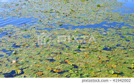 Yellow water lilies on lake. 41942002