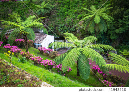 Garden on Sao Miguel island, Azores. Garden on Sao Miguel island, Azores. 41942318