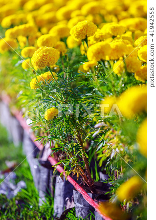 Yellow Marigold Flowers Garden in sunset Yellow Marigold Flowers Garden in sunset 41942558
