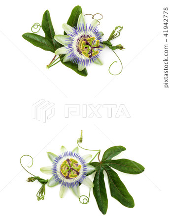 Passion flower on white. 41942778
