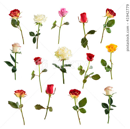 Rose collection on white. 41942779