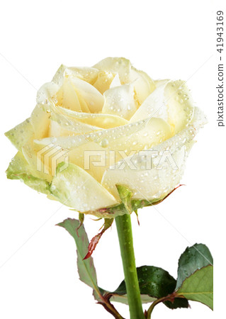 White Rose with drops. 41943169