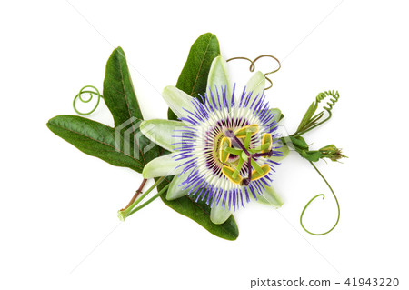 Passion flower on white. Passion flower on white. 41943220