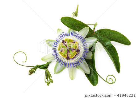 Passion flower on white. 41943221