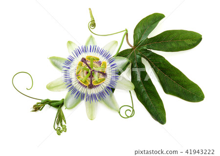 Passion flower on white. 41943222