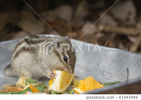 Chipmunk 1 Chipmunk 1 41943949