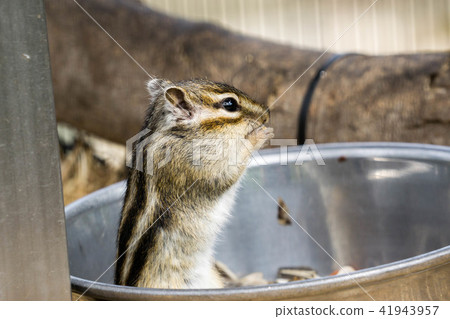 Chipmunk 9 Chipmunk 9 41943957