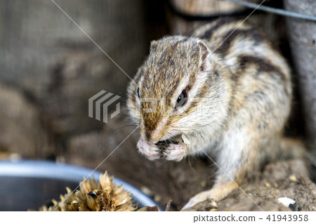 Chipmunk 10 Chipmunk 10 41943958