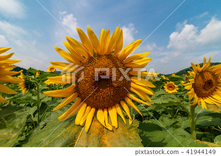 Blue sky and sunflower Blue sky and sunflower 41944149