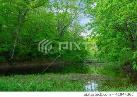 [Towada City, Aomori Pref.-Tour of Suganuma] Tsukinuma-Forest of Persimmon, Path of Touring Swamp in the Forest of Buna 41944363