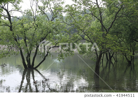 蜻蜓池塘公園的早晨 蜻蜓池塘公園的早晨 41944511