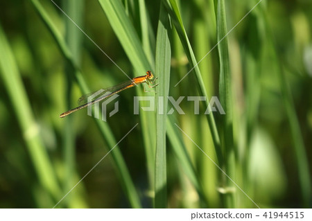 Living things Insect Asia Itoo Tombo, immature female is a bright orange color. It seems to be a different species from a mature individual 41944515