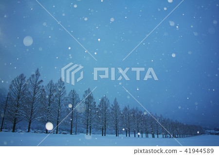 冬天水杉Namiki 41944589