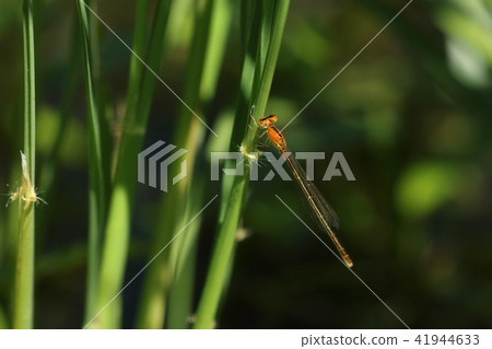 Living things Insect Asia Itoo Tombo, immature female gaudy. I think that it will be fancy if you can usually prepare 41944633