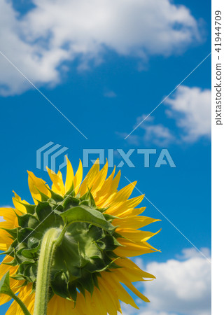 向日葵 41944709
