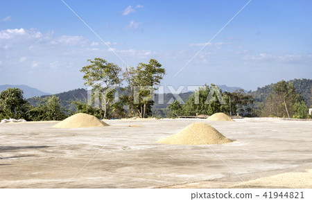 coffee seed on ground for drying on land coffee seed on ground for drying on land 41944821