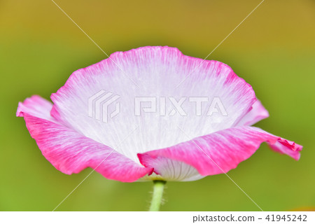 Poppy, Water Garden, Joan-myeon, Namyangju-si, Gyeonggi-do 41945242