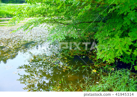 Fresh green pond Fresh green pond 41945314