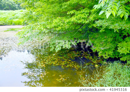 Fresh green pond 41945316