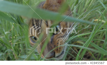 Bengal cat walks in the grass. He shows different emotions. 41945567