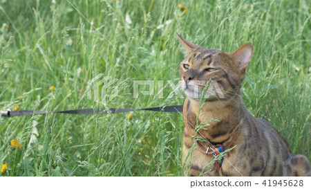 Bengal cat walks in the grass. He shows different emotions. Bengal cat walks in the grass. He shows different emotions. 41945628