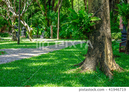 Green trees at botanic garden Green trees at botanic garden 41946719