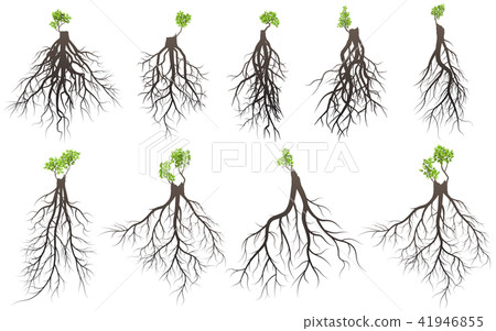 Set of tree roots Set of tree roots 41946855
