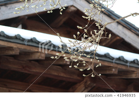 Winter cat lantern 41946935