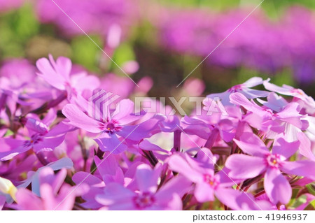 Shibazakura pink 41946937