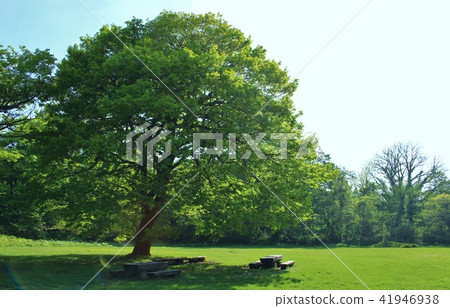 Shade bench 41946938