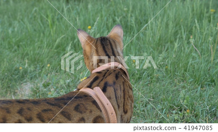 Bengal cat walks in the grass. He shows different emotions. 41947085