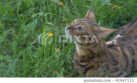 Bengal cat walks in the grass. He shows different emotions. Bengal cat walks in the grass. He shows different emotions. 41947113