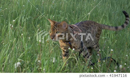 Bengal cat walks in the grass. He shows different emotions. 41947116