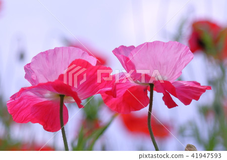 罌粟 41947593