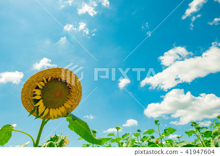 sunflower sunflower 41947604