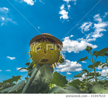 sunflower sunflower 41947610