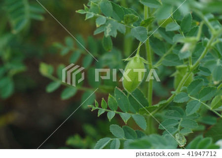 chickpea green field 41947712