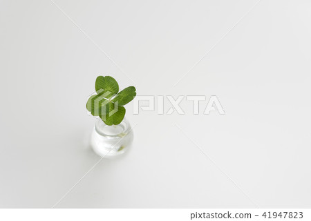 四葉三葉草 41947823